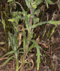 Deinandra pallida