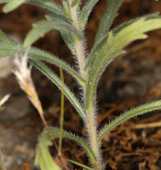 Deinandra pallida