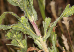Deinandra pallida