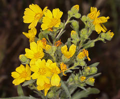 Deinandra pallida