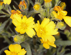 Deinandra pallida