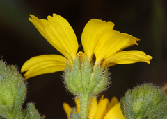 Deinandra pallida