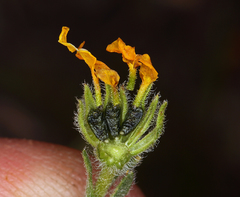 Deinandra pallida