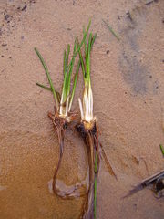 Isoetes lacustris