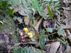 Begonia schaeferi image