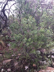 Pinus cembroides bicolor