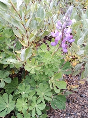 Lupinus nootkatensis