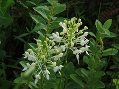 Platanthera blephariglottis conspicua