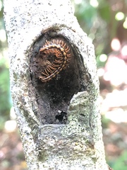 Helicorthomorpha