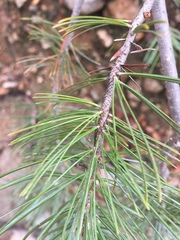 Pinus cembroides bicolor