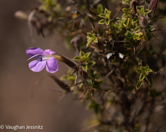 Barleria spinosissima