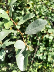 Elaeagnaceae