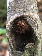 Helicorthomorpha