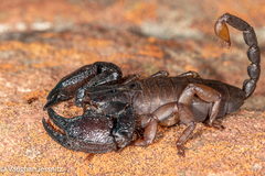 Hormuridae