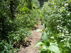 Rudbeckia occidentalis