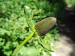 Rudbeckia occidentalis