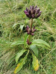 Gentiana pannonica