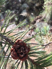 Pinus cembroides bicolor