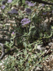 Monardella odoratissima pallida