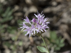 Monardella odoratissima pallida