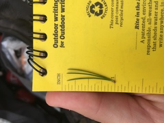 Pinus cembroides bicolor