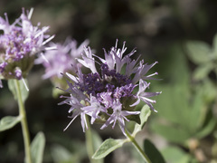 Monardella odoratissima pallida
