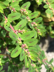 Euphorbia humistrata