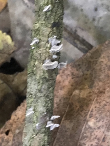 Resupinatus trichotis (Photo 2 of 5)