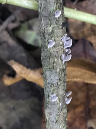 Resupinatus trichotis