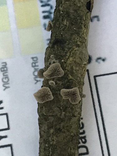 Resupinatus trichotis (Photo 4 of 5)