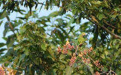 Brotogeris sanctithomae