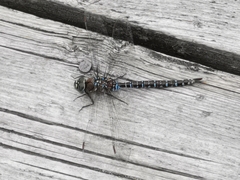 Aeshna interrupta interrupta