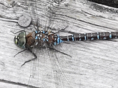 Aeshna interrupta interrupta