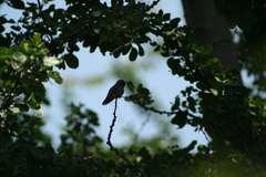 Cynanthus latirostris