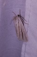 Acronicta insularis