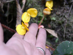 Begonia schaeferi image