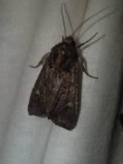 Helotropha reniformis