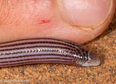 Cregoe's Legless Skink photo 3