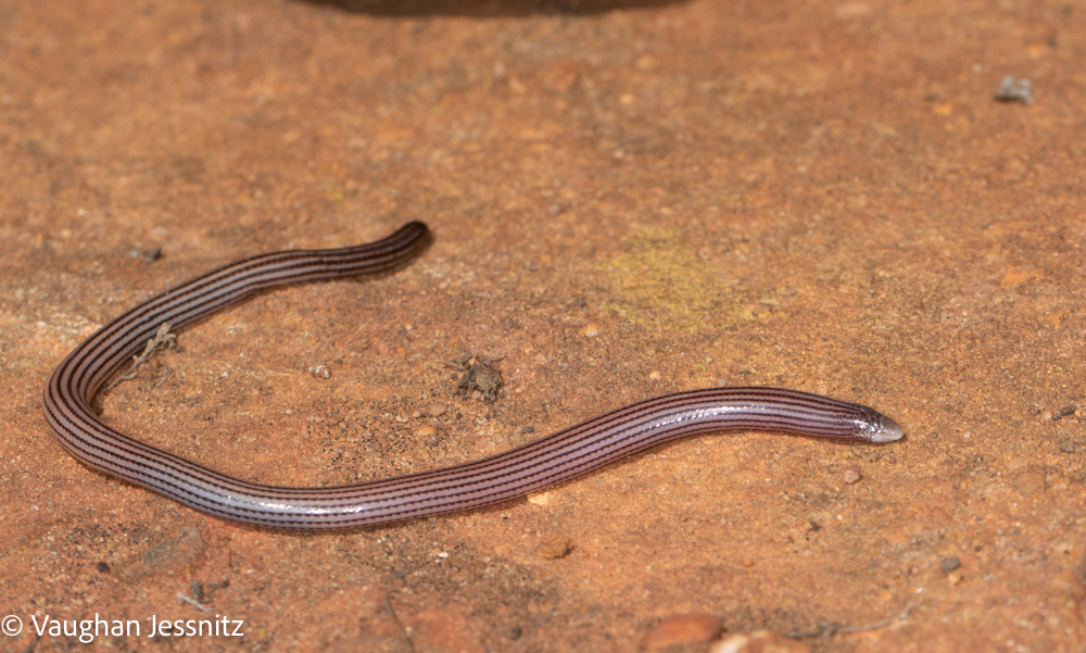Cregoe's Legless Skink