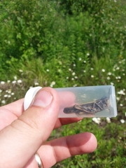 Pardalophora apiculata