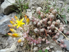 Sedum debile