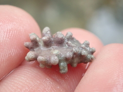 Phymatolithon calcareum