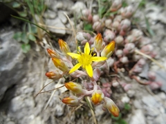 Sedum debile