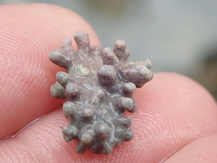 Phymatolithon calcareum