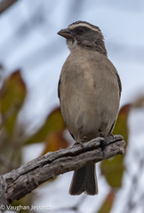 Crithagra gularis gularis