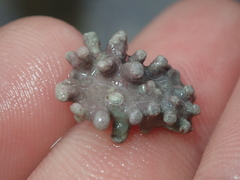 Phymatolithon calcareum