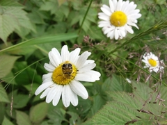 Trichiotinus assimilis