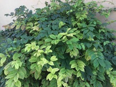 Congea tomentosa