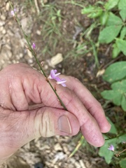 Hylodesmum nudiflorum