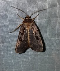 Pseudohermonassa tenuicula